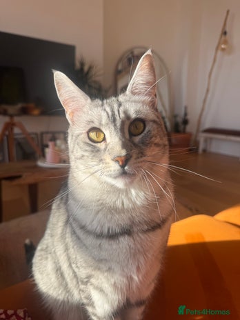 Bengal cats - Advert 2