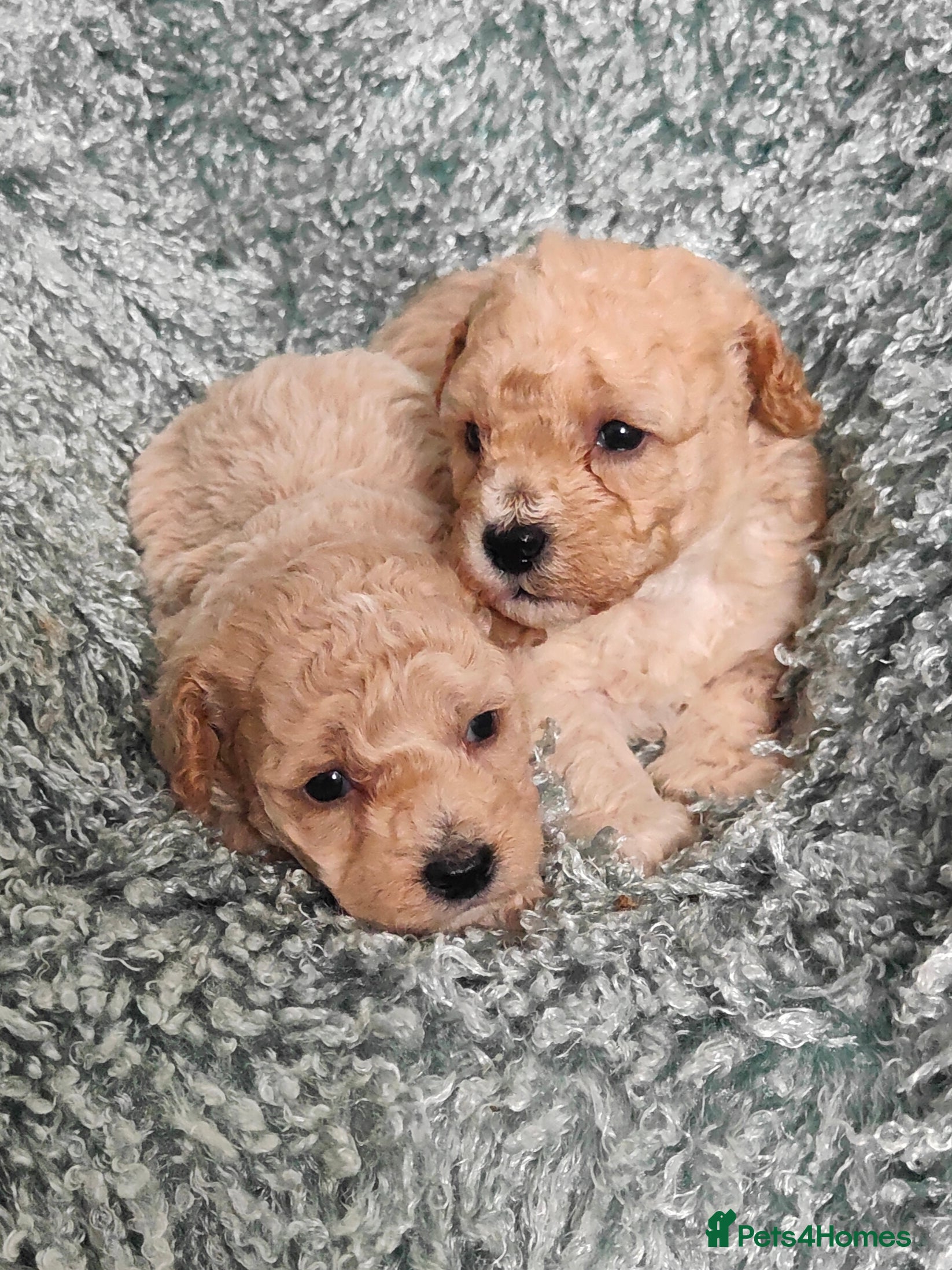 Cavapoo dogs Adorable Cavapoo Boys. Apricot & CreamReady Now - Advert 2