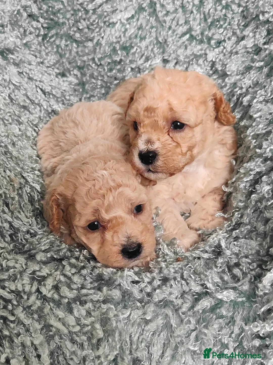 Cavapoo dogs for sale: Adorable Cavapoos Boys. Ready Soon - Advert 2
