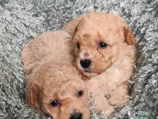 Cavapoo dogs Adorable Cavapoo Boys. Apricot & CreamReady Now - Advert 15