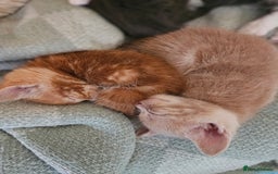 British Shorthair cats for sale: 4 Beutiful kittens  - Image 4