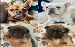 French Bulldog dogs for sale: 2 fluffy male French bulldogs - Image 9
