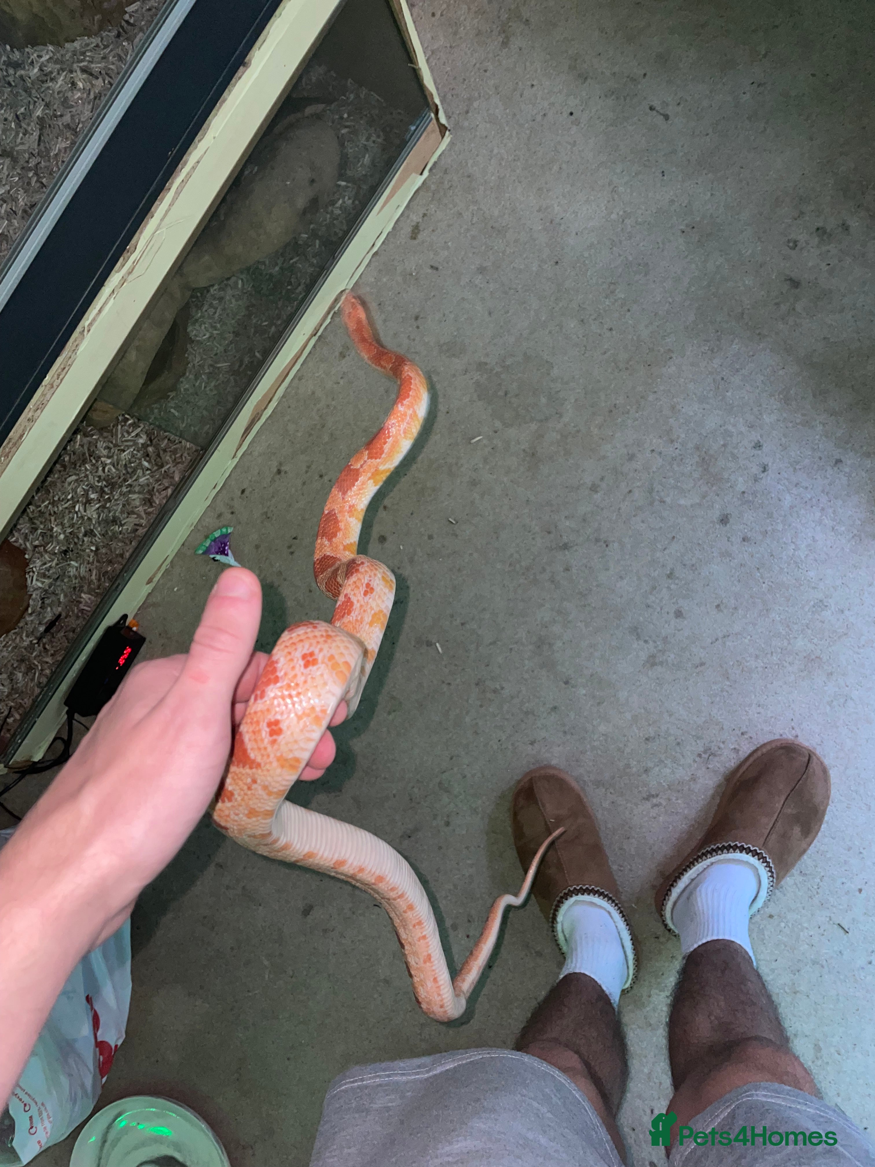 Corn Snake reptiles Corn snake for sale - Advert 9