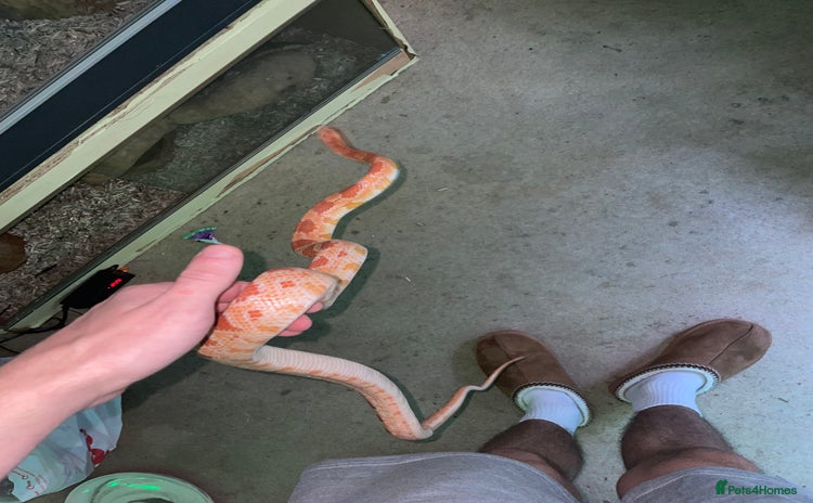 Corn Snake reptiles Corn snake for sale - Advert 1