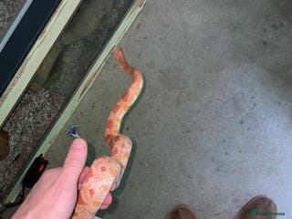Corn Snake reptiles Corn snake for sale - Advert 7
