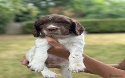 English Springer Spaniel dogs for sale: Springer spaniel puppies  - Image 23