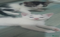 Mixed Breed cats for sale: Kittens ready now - Image 1