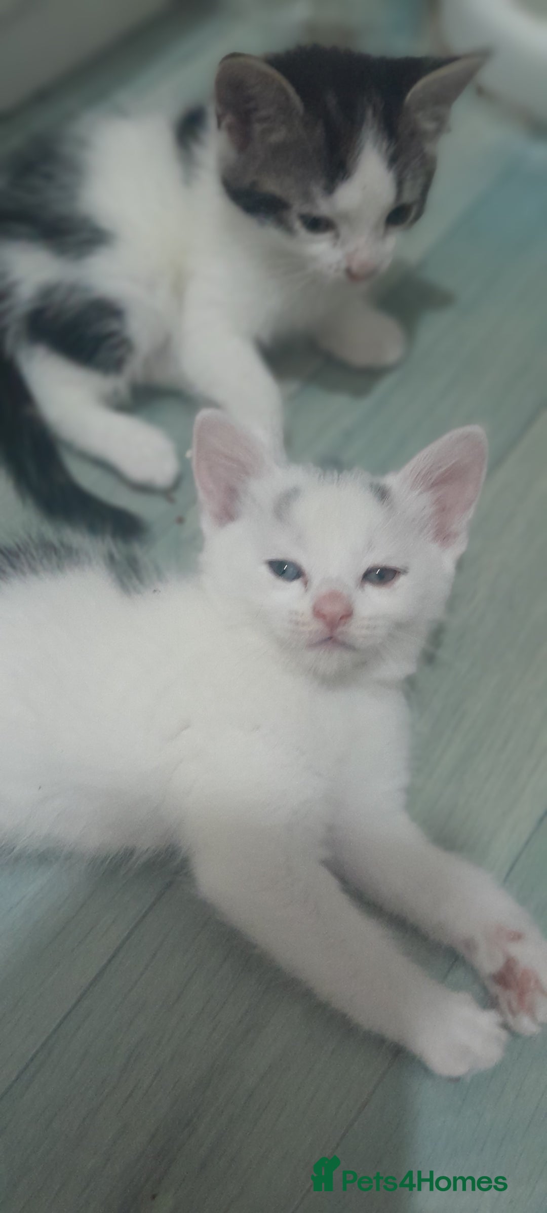 Mixed Breed cats for sale: Kittens ready now - Image 1