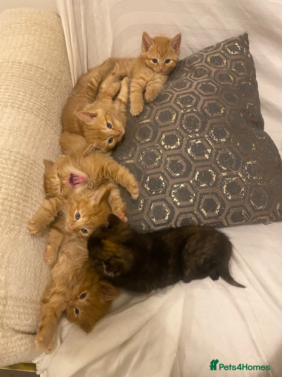 British Shorthair cats for sale: Ginger tabbies  in London - Advert 2