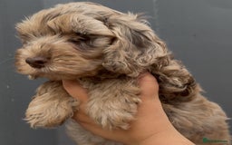Cockapoo dogs for sale: Last Cockapoo Puppy - Litter of 7 – Reduced Price - Image 6