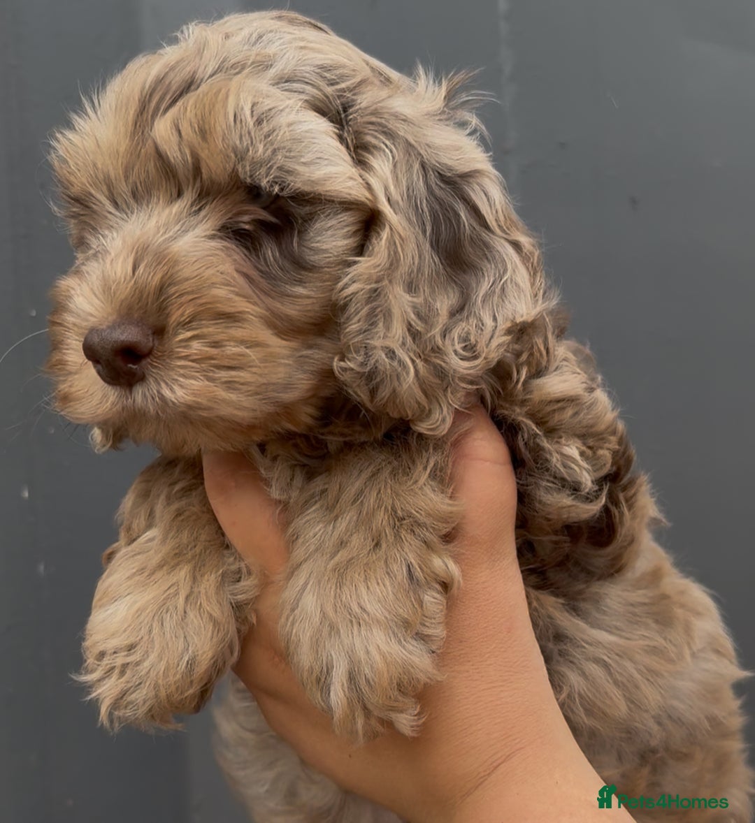Cockapoo dogs for sale: Last Cockapoo Puppy - Litter of 7 – Reduced Price - Image 6