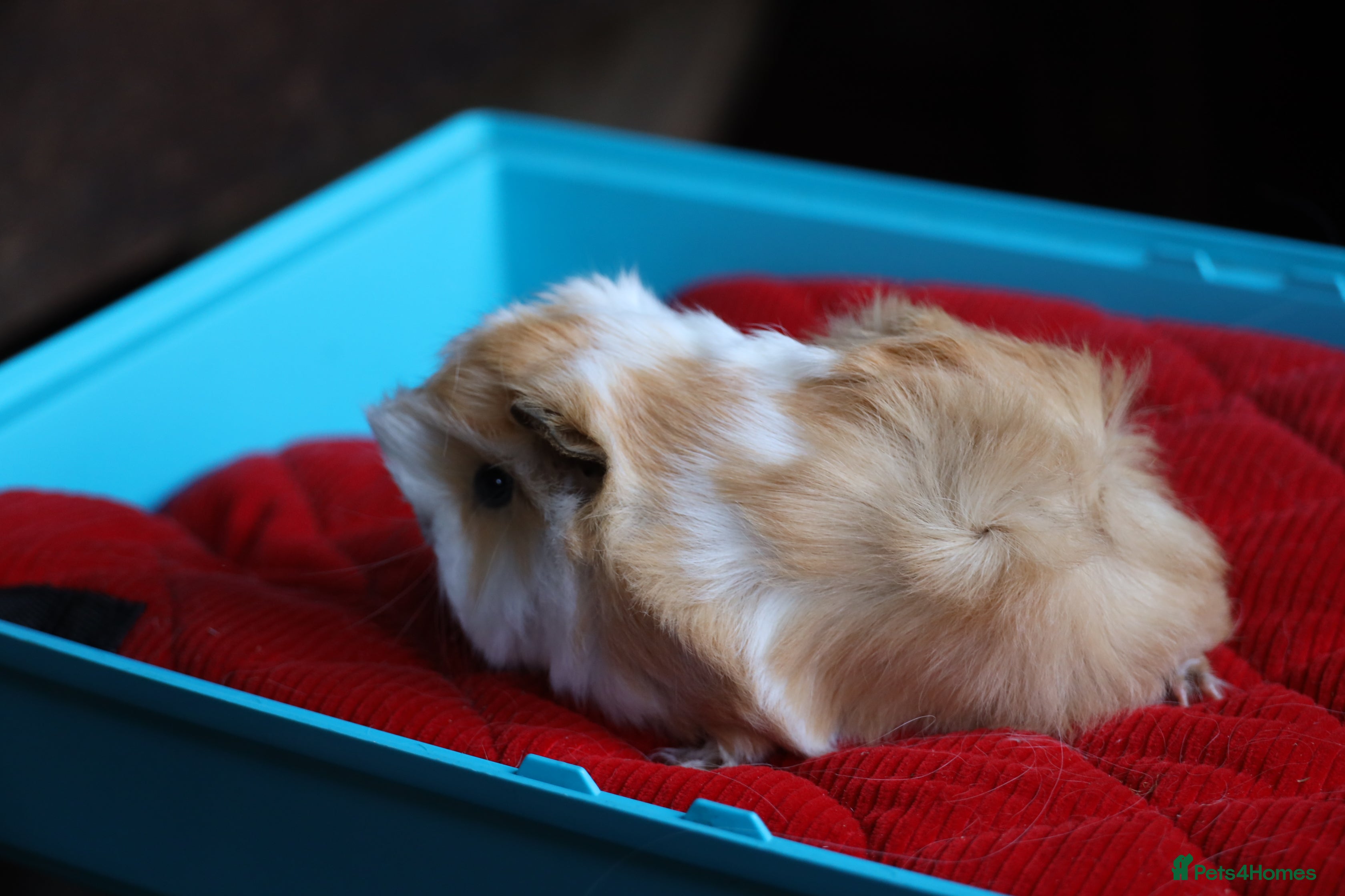 Guinea Pig rodents 4 Peruvian Baby Boars for Sale - Advert 10