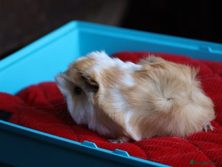 Guinea Pig rodents 4 Peruvian Baby Boars for Sale - Advert 1