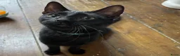 Domestic Shorthair cats for adoption: Maya, approx 6 month old kitten  - Advert 1