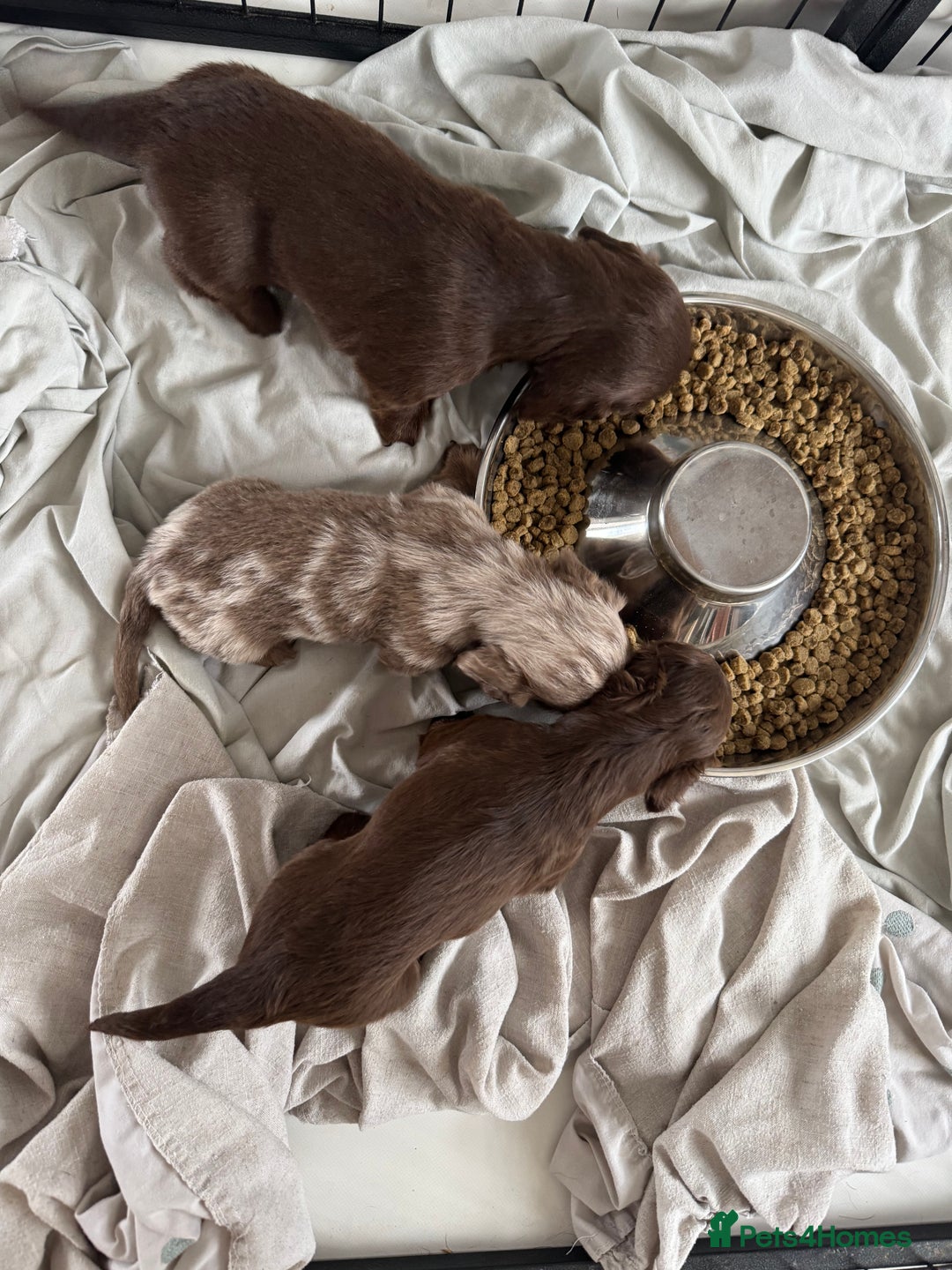 Miniature Dachshund dogs for sale: Long haired miniture dachshund  - Image 5