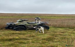 Border Collie dogs for sale: merle + black and white pups  - Image 1