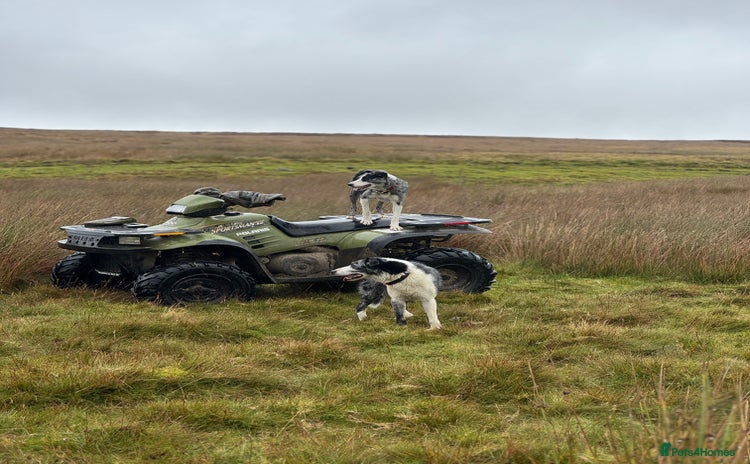 Border Collie dogs - Advert 2