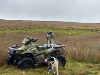 Border Collie dogs for sale - Advert 1