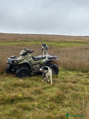 Border Collie dogs - Advert 1