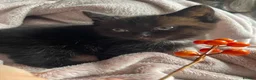 Mixed Breed cats for sale: kittens with love - Advert 5
