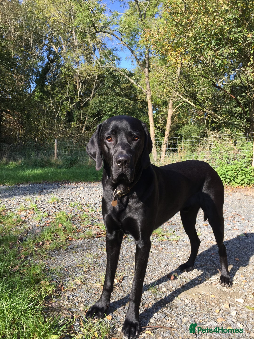 Mixed Breed dogs for sale: Vizsla x Lab  - Image 1