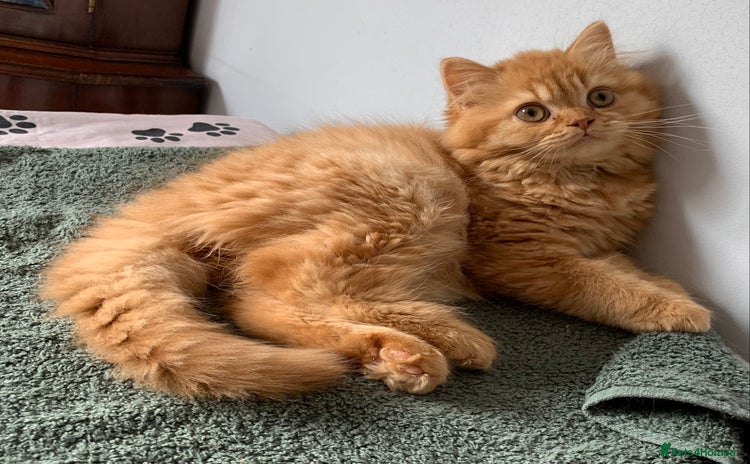 British Longhair cats - Advert 3