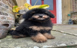 Toy Poodle dogs for sale: Beautiful KC Reg. Small Toy Poodle Puppies - Image 5