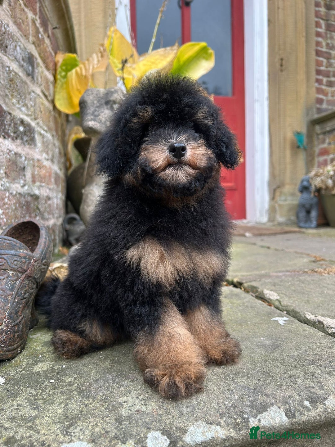 Toy Poodle dogs for sale: Beautiful KC Reg. Small Toy Poodle Puppies - Image 5