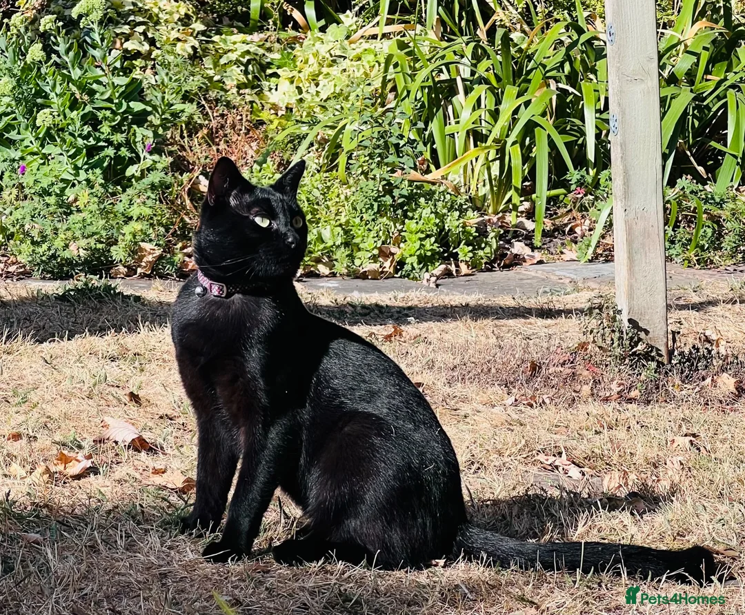 Mixed Breed cats for sale: Lovely young cat needing new home in London - Advert 1