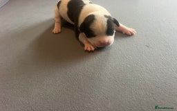 Mixed Breed dogs for sale: StaffyXAmerican bulldog puppies  - Image 28