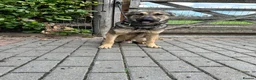 German Shepherd dogs for sale: ZEUS AND LUNA 2 GERMAN SHEPHERDS 8 MONTHS OLD  - Advert 2