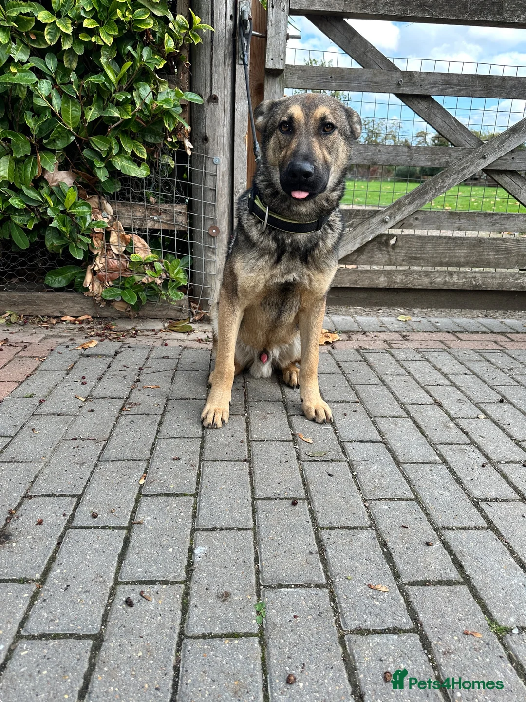 German Shepherd dogs for sale: ZEUS AND LUNA 2 GERMAN SHEPHERDS 8 MONTHS OLD  - Advert 2