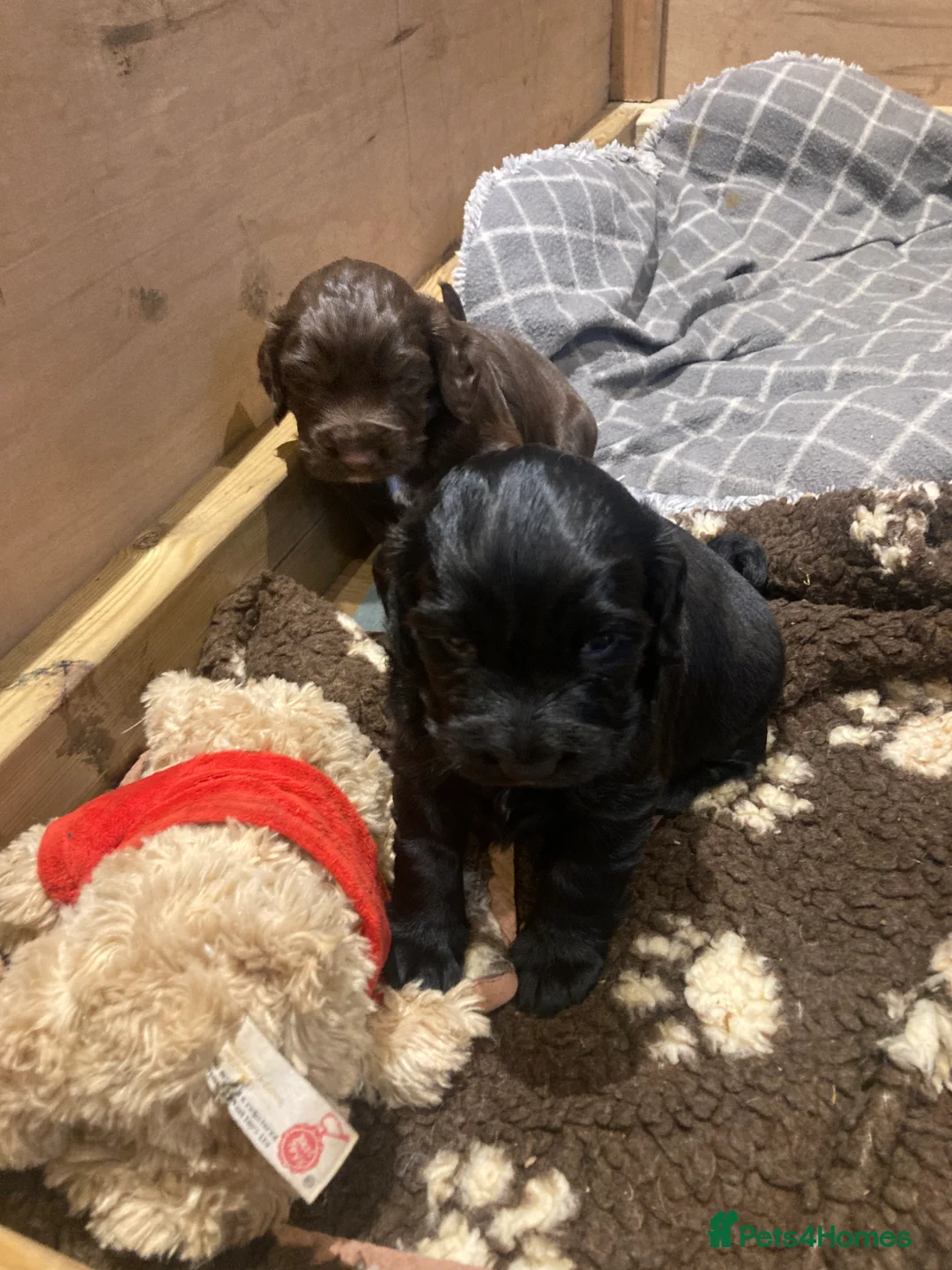 Cocker Spaniel dogs for sale: Working Cocker Spaniels - Advert 2