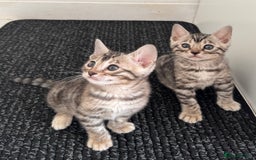 Bengal cats for sale: Stunning Silver Bengal Kittens 😻 - Image 26