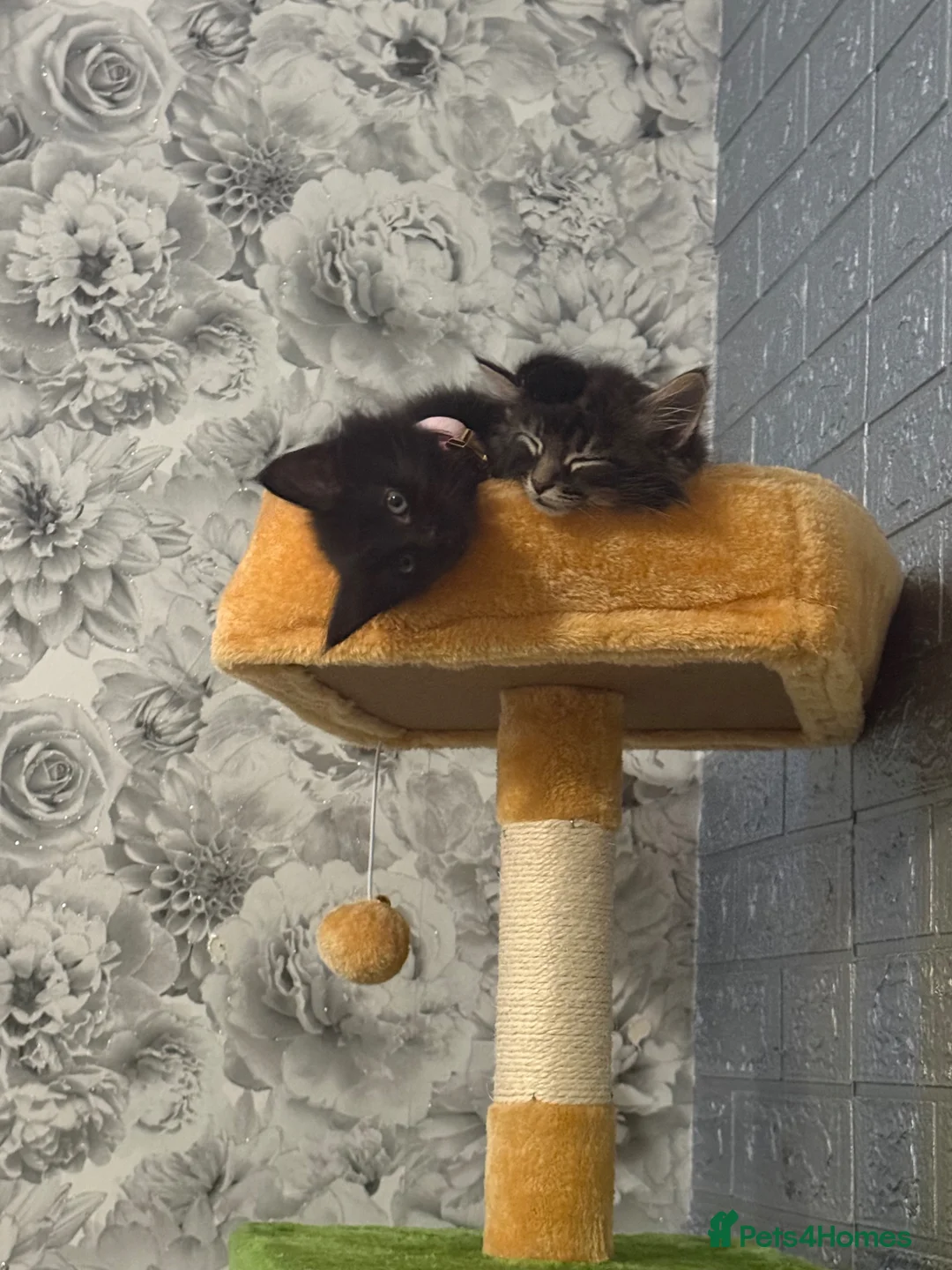 Maine Coon cats for sale: 3 quarter Mainecoon in Workington - Advert 2