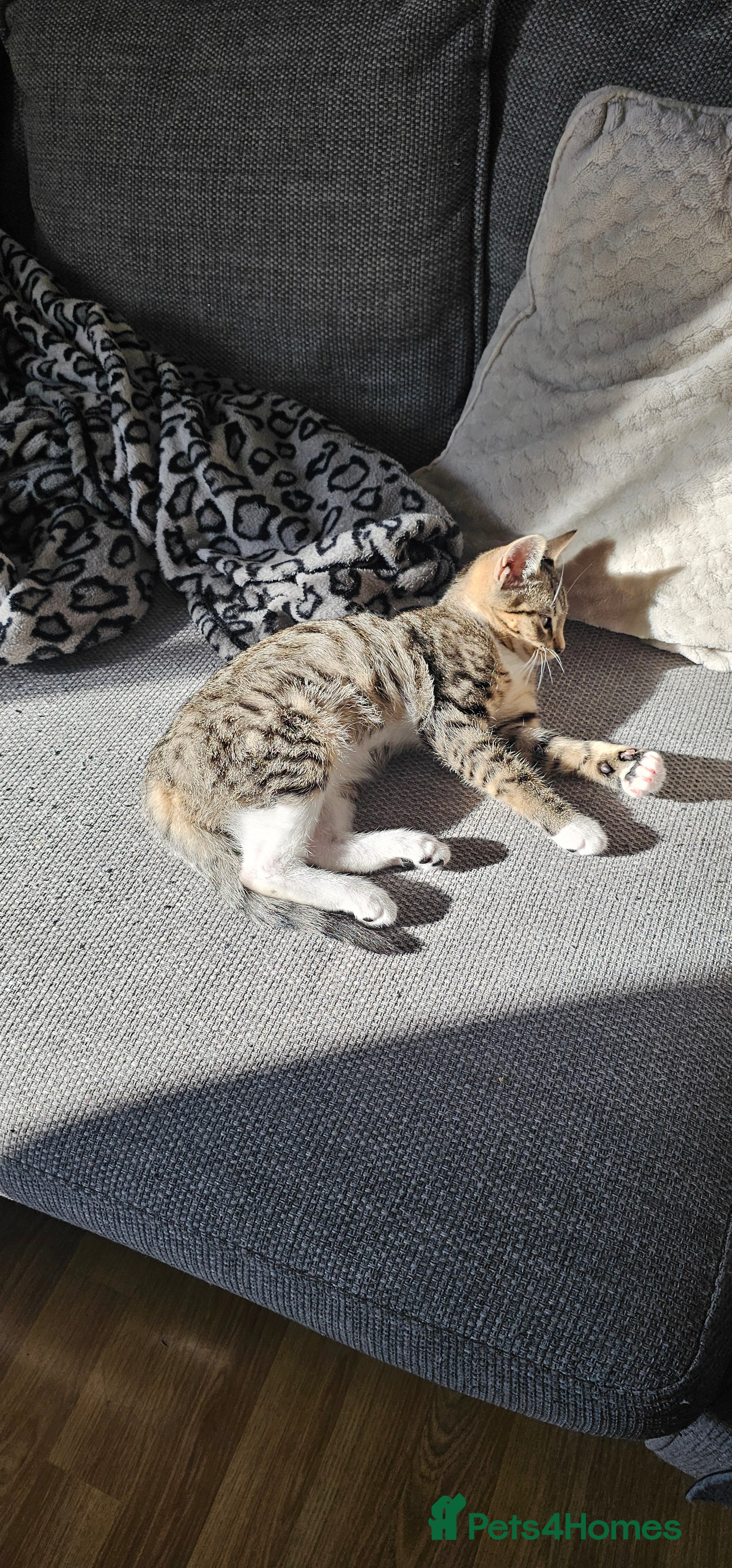 Mixed Breed cats Tabby cat ready to leave  - Advert 1