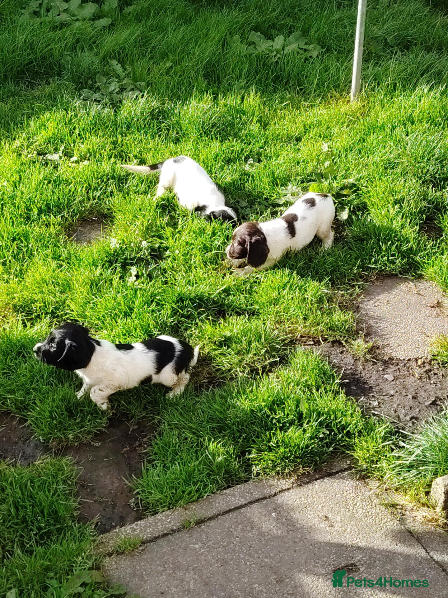 English Springer Spaniel dogs KC English Springer Spaniel pups - Advert 1