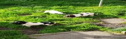 English Springer Spaniel dogs for sale: KC English Springer Spaniel pups - Advert 1