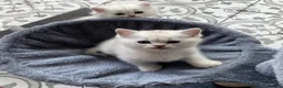 British Longhair cats for sale: SILVER CHINCHILLA GIRLS -HEALTH TESTED PARENTS - Advert 5