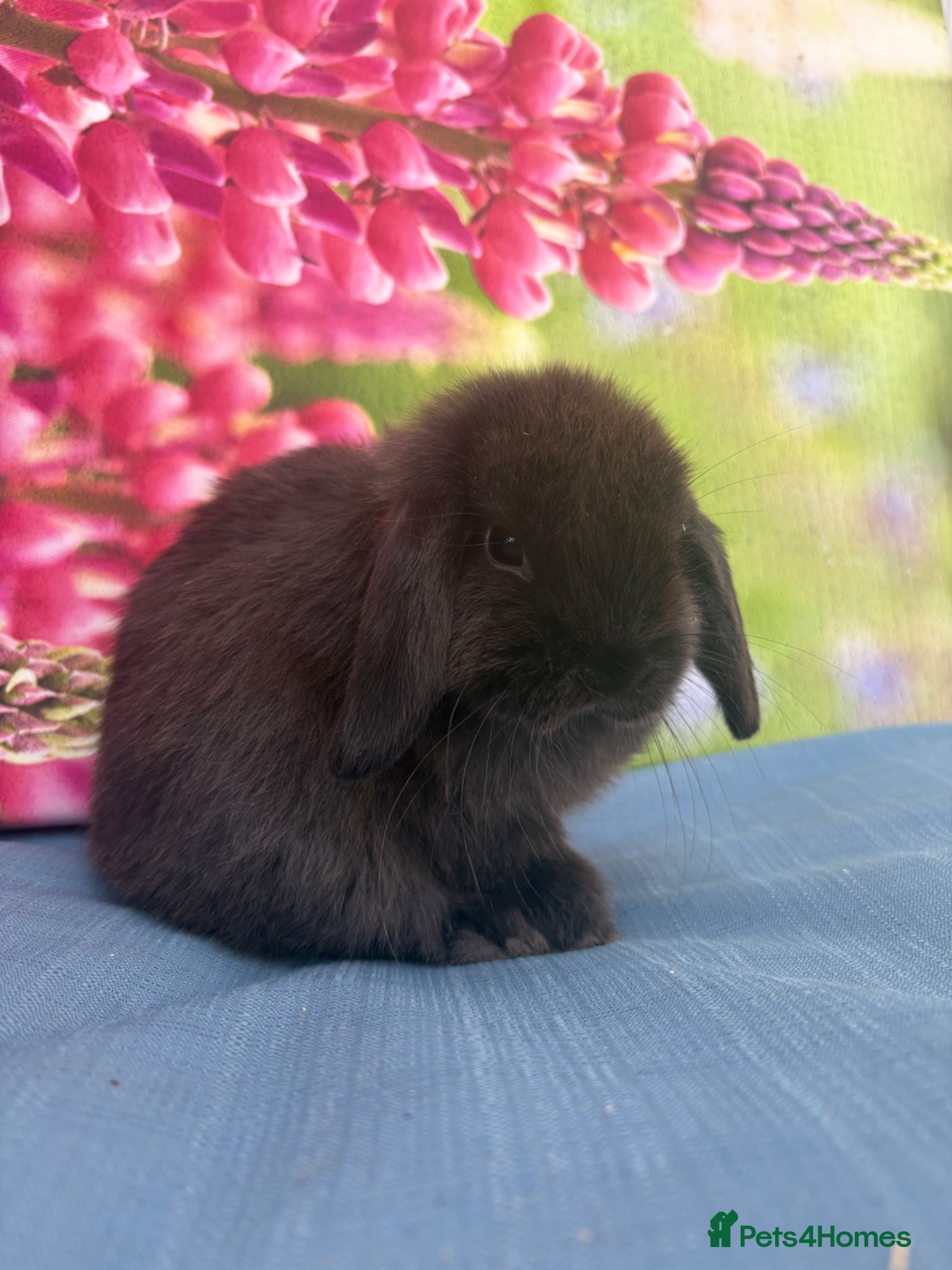 Mini Lop rabbits Sable buck ready to go.  - Advert 18