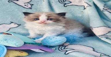 Ragdoll cats - Advert 15