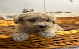Poochon dogs for sale: Stunning and gorgeous poochons  - Image 6