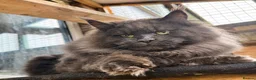 Maine Coon cats for sale: XL MAINE COON EUROPEAN LINES! Ready now!  - Advert 5