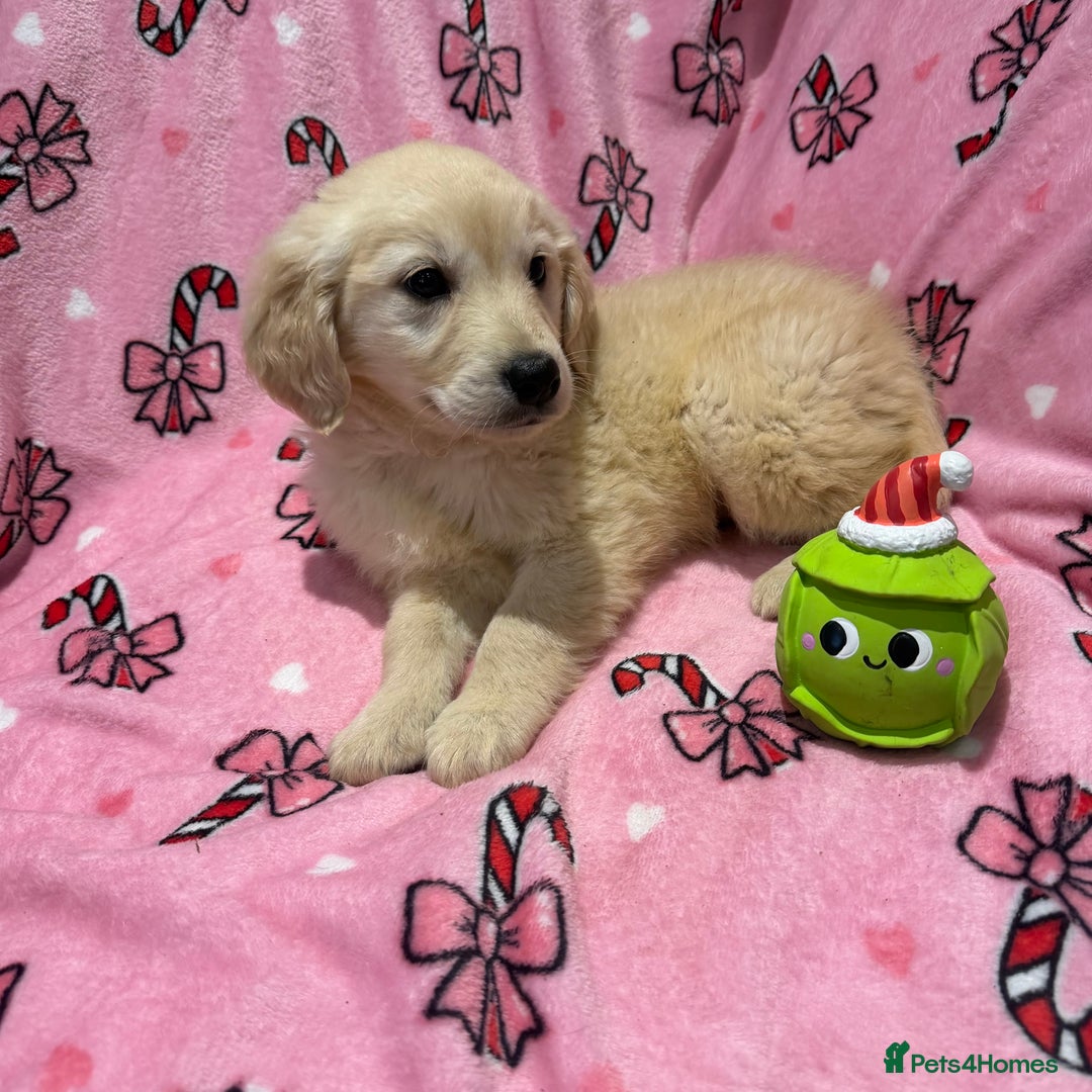 Golden Retriever dogs for sale: Stunning golden retriever pups  - Advert 7