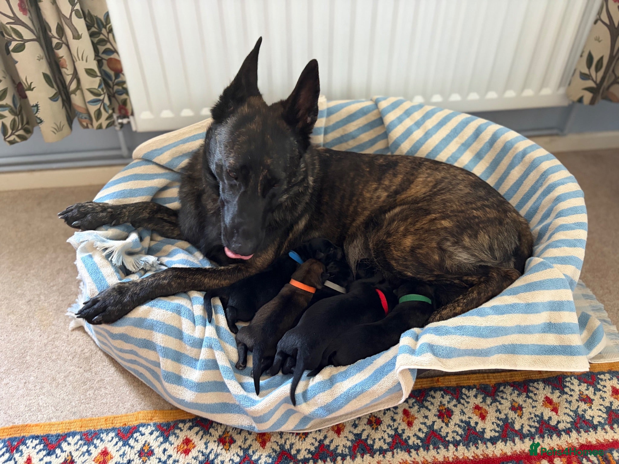 Belgian Shepherd Dog dogs EXCEPTIONAL WORKING LINE SHEPHERDS! - Advert 2