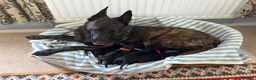 Belgian Shepherd Dog dogs for sale: EXCEPTIONAL WORKING LINE SHEPHERDS! - Advert 2