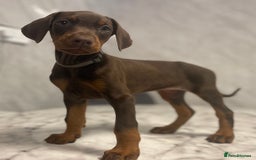 Dobermann dogs for sale: READY TO LEAVE NOW 12 stunning Doberman puppies - Image 3