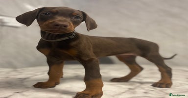 Dobermann dogs - Advert 5