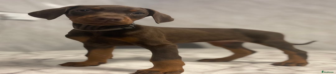 Dobermann Puppy 8 silver