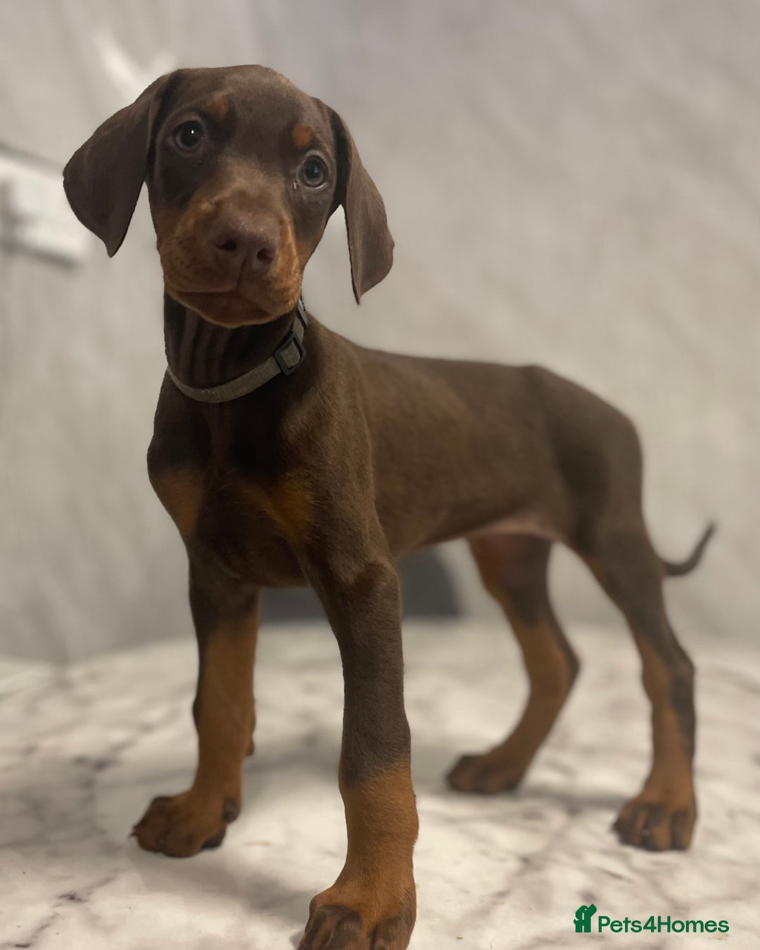 Dobermann dogs for sale: READY TO LEAVE NOW 12 stunning Doberman puppies - Image 3